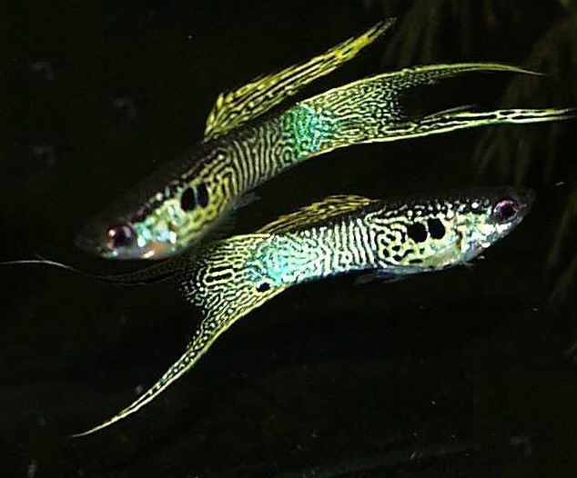 Deux guppy mâle à double épée et avec une peau de serpent. Notez que si les ses deux mâle se ressemble, leur dessin reste néanmoins different