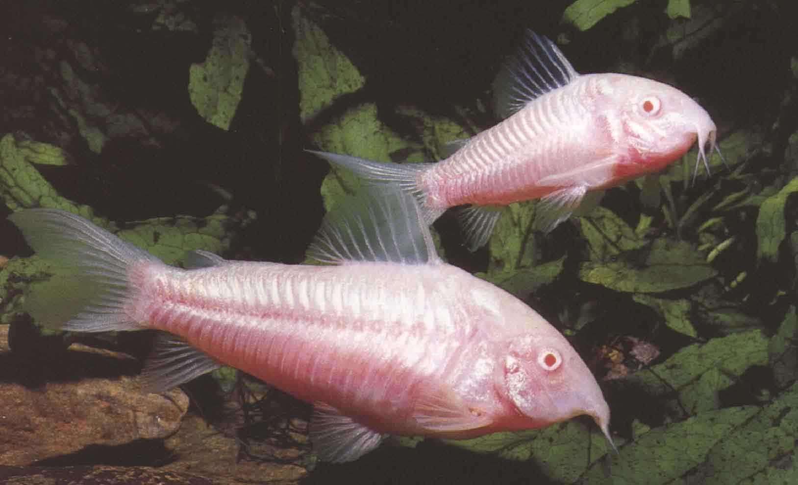 Un couple de la variété albinos du corydoras aeneus. La femelle se trouve en bas