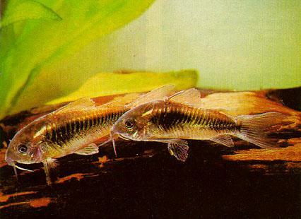 Deux jeunes spécimen du corydoras aeneus