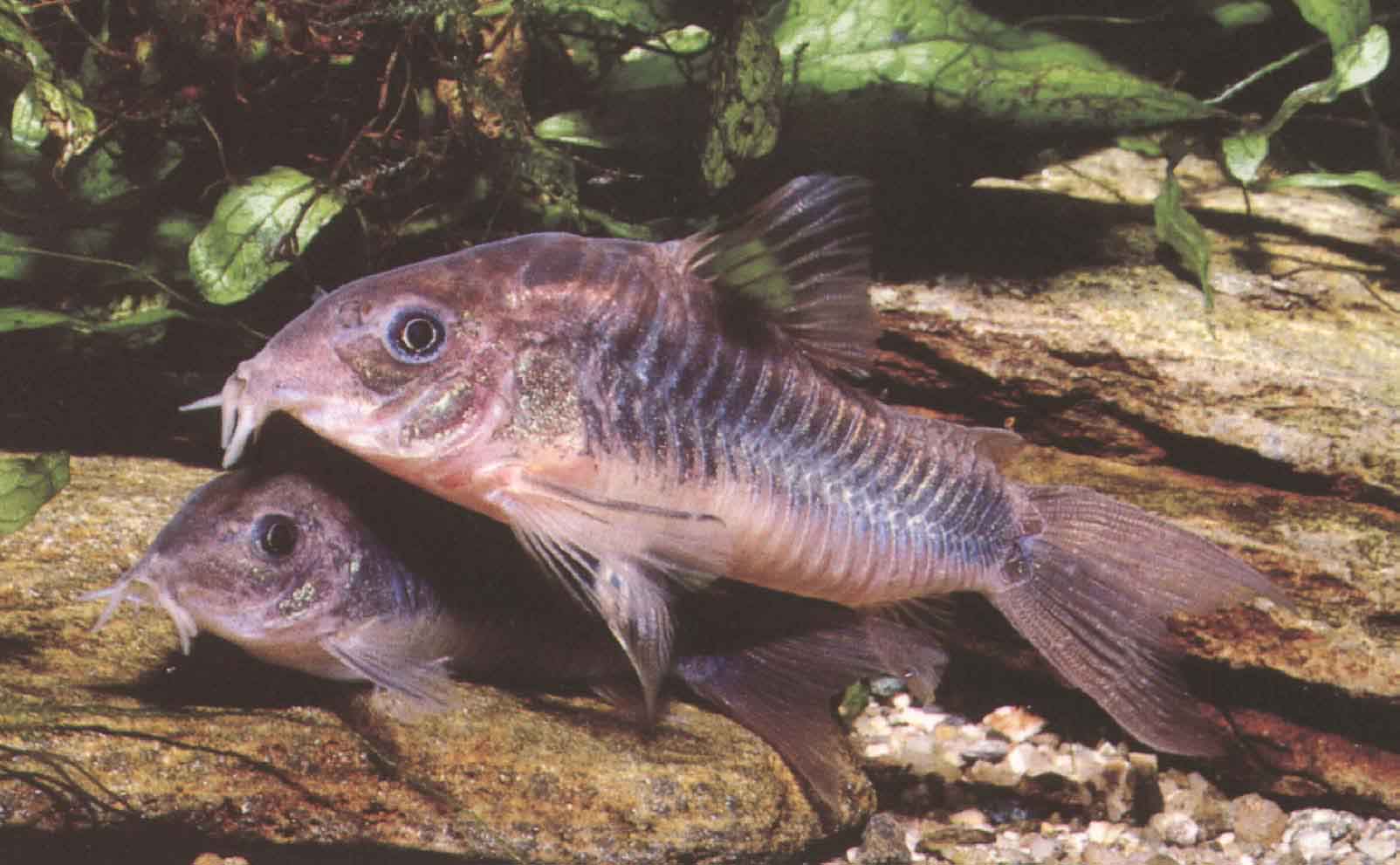 Les corydoras commun est un poisson grégaire qui aime la presence de ses semblables