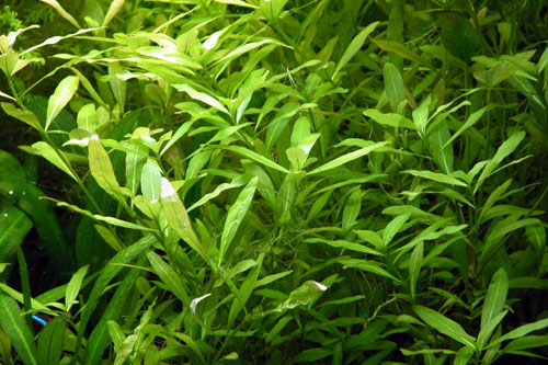 Une touffe constituée de plusieur pied d'Hygrophila Polysperma