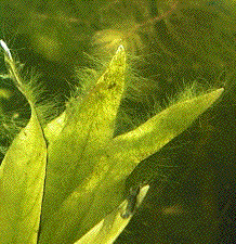 une feuille d'echino envahit par des algues vertes filamenteuses