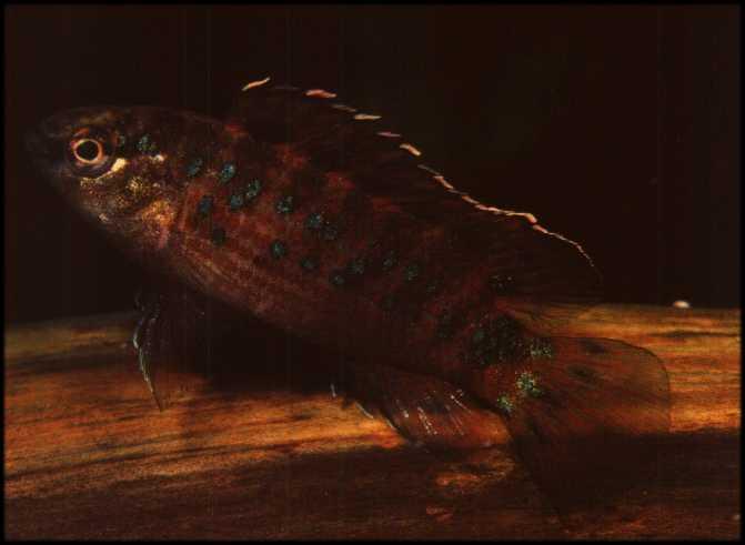 Un badis badis burmanicus discretement camouflé à côté d'une souche 