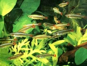 C'est en banc que le tanichthys se sent le plus à l'aise. Il convient d'en maintenir au moins 7