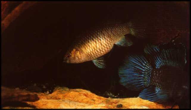 Ici un couple de Badis Badis sialensis. Le mâle est plus gros et plus coloré que la femelle.