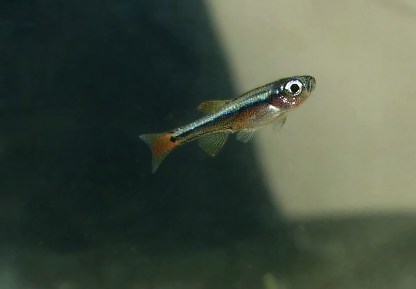 Un jeune tanichthys! Notez que la bande est bleue ce qui justifie sont nom de faux néon ou de néon du pauvre