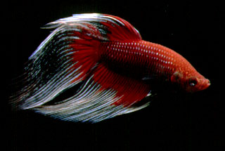 Un superbe specimen, de betta mâle