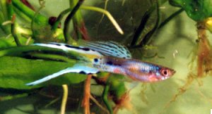 Un jolie guppy mâle type queue de lyre (mes preferés)