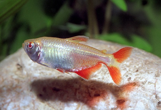 La variété albinos est encore moins colorée que le Tetra Losange de base. Cependant, ces nageoires ainsi que ces yeux deviennent rouge vif. Le losange quant à lui brille par son absence!