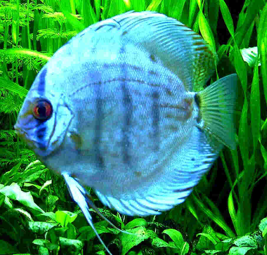 Un superbe discus turquoise adulte dans un aquarium bien planté.