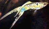 Un beau guppy mâle à la peau très colorée