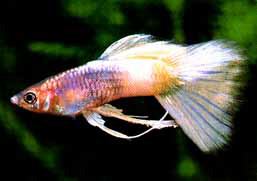 Un guppy mâle aux nageoires ventrales et lau gonope surdevellopé. La reproduction de ses specimen peu poser probleme car le gonopode n'est pas assez rigide