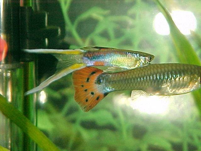 Un guppy mâle qui ne devrait plus tarder à prendre en chasse cette femelle