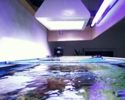 cet aquarium est éclairé par un tube fluo et une ampoule HQI
