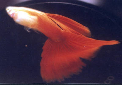 Un guppy mâle voilé dans une superbe livrée rouge velour