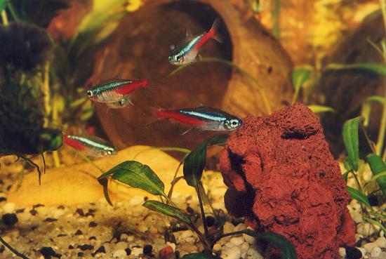 Le néon est un poisson qui vit en banc. Il aime la présence de ses semblables