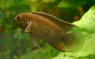 Le nannacara anomala est un petit cichlidé nain qui hormis en période de reproduction est un poisson relatuvement calme
