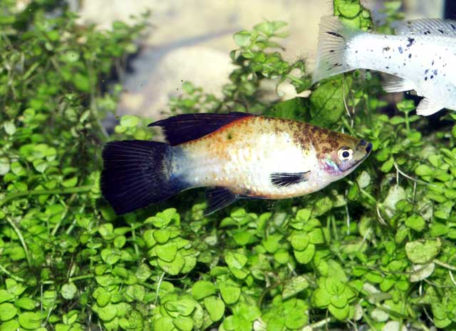 Cette femelle montre la diversité de platy qui existe sur le marché