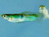 La forme sauvage du guppy mâle parait bien fade face aux formes d'elevages